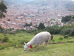 cuzco1213a (448)